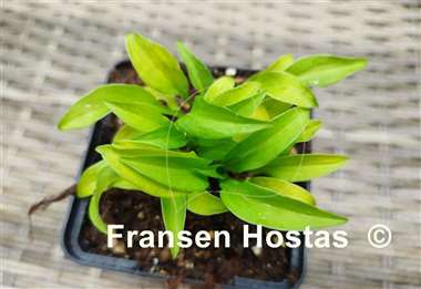 Hosta Tiny Star